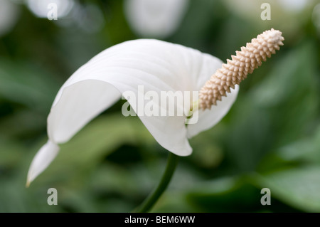 Peace Lily Spathiphyllum Wallisii CLEVELANDII Stockfoto