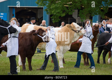 Junge Handler mit Rindern im Show-ring Stockfoto