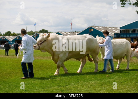 Britische Blonde Bulle und Kuh im Show Ring mit Handler Stockfoto