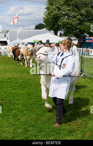 Im Show Ring endlich je Royal Viehschau Stockfoto