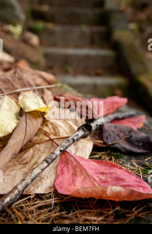 Herbst-Laub Stockfoto