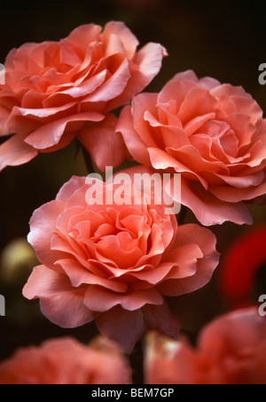 Nahaufnahme der Blüten von einer Aprikose rose. Stockfoto