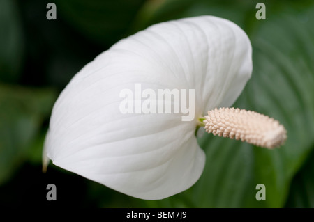 Peace Lily Spathiphyllum Wallisii CLEVELANDII Stockfoto