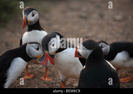 Skomer Island Papageientaucher zeigen das Verhalten der Tiere in dieser Rechnung tippen Balz. Stockfoto