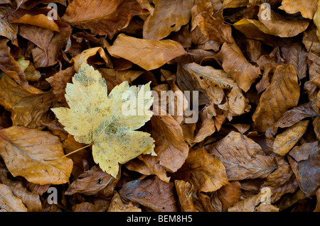 Ahorn Blatt (Acer Pseudoplatanus) unter europäische Buche lässt in herbstlichen Farben auf dem Waldboden Stockfoto