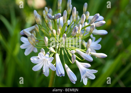 Blaue Agapanthus Blume Stockfoto