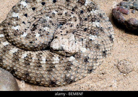 Zusammengerollt Sidewinder Klapperschlange (Crotalus Cerastes) in der Sonora-Wüste, Arizona USA Stockfoto