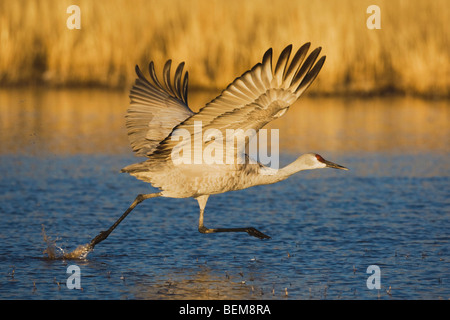 Sandhill Kran (Grus Canadensis), Erwachsene, ausziehen, Bosque del Apache National Wildlife Refuge, New Mexico, USA, Stockfoto