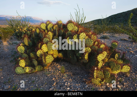 Feigenkaktus (Opuntia SP.) in Wüste, Chisos Mountains, Big Bend National Park, Chihuahua-Wüste, West-Texas, USA Stockfoto