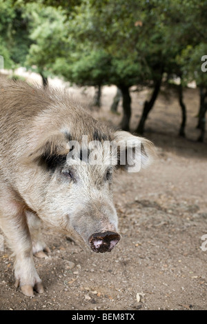Wildschwein in Sardinien, Italien Stockfoto