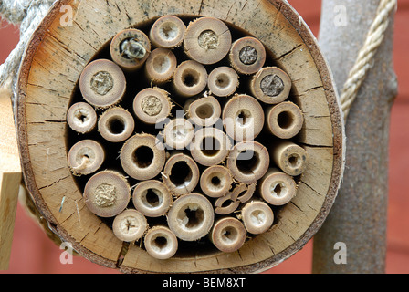 Ein Bambus für Solitäre Bienen mit Nester von Mauerbienen, Osmia Rufus gemacht. Stockfoto