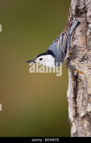 Weißer-breasted Kleiber (Sitta Carolinensis), Männchen auf Espenbaum, Rocky Mountain Nationalpark, Colorado, USA Stockfoto