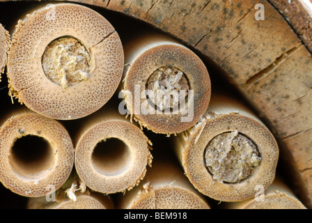 Ein Bambus für Solitäre Bienen mit Nester von Mauerbienen, Osmia Rufus gemacht. Stockfoto