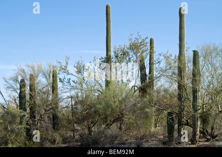 Saguaro-Kakteen (Carnegiea Gigantea) wachsen durch Zweige der gelben Foothill Palo Verde in der Sonoran Wüste, Arizona, USA Stockfoto