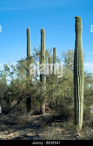 Saguaro-Kakteen (Carnegiea Gigantea) wachsen durch Zweige der gelben Foothill Palo Verde in der Sonoran Wüste, Arizona, USA Stockfoto