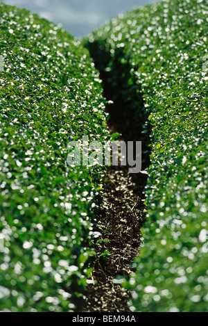 Teepflanzen, close-up Stockfoto