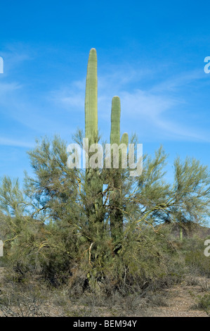 Saguaro-Kakteen (Carnegiea Gigantea) wachsen durch Zweige der gelben Foothill Palo Verde in der Sonoran Wüste, Arizona, USA Stockfoto