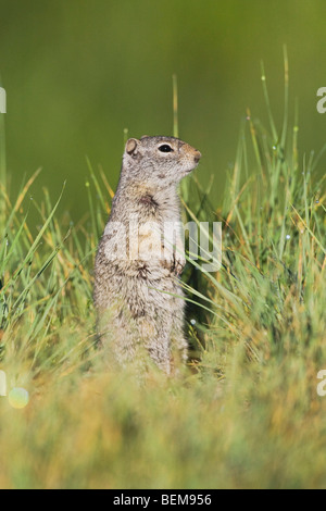 Wyoming-Ziesel (Spermophilus Elegans), Erwachsene, Gras, Rocky Mountain Nationalpark, Colorado, USA Stockfoto