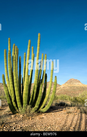 Orgel Rohr Kakteen (Stenocereus Thurberi) in der Sonoran Wüste, Organ Pipe Cactus National Monument, Arizona, USA Stockfoto