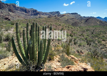 Orgel Rohr Kakteen (Stenocereus Thurberi) in der Sonoran Wüste, Organ Pipe Cactus National Monument, Arizona, USA Stockfoto