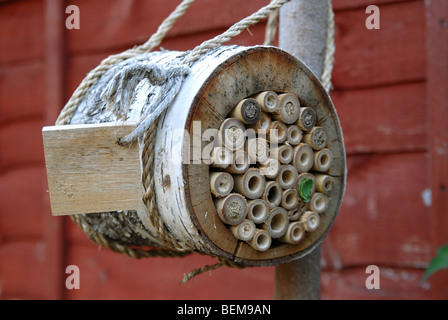 Ein Zuhause für Solitäre Bienen mit Nester von Mauerbienen, Osmia Rufus gemacht und Blattschneiderameise Bienen, Megachile Centuncularis Bambus. Stockfoto