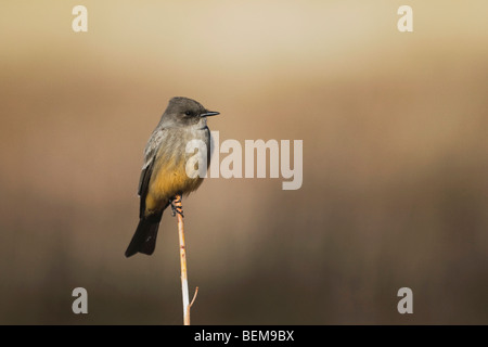 Say'sche Phoebe (Sayornis Saya), Erwachsener, Bosque del Apache National Wildlife Refuge, New Mexico, USA Stockfoto