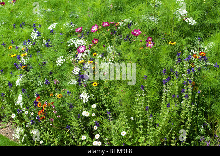 Cosmos Bipinnatus Muscheln, Ammi Majus und Salvia Viridis BLUE DENIM in Blumen Stockfoto