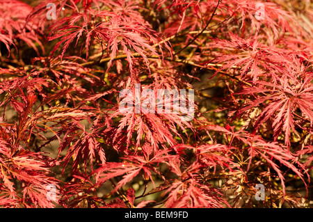 Acer Palmatum var. Dissectum Dissectum Atropurpureum Gruppe Stockfoto