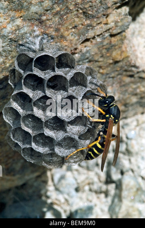 Europäische Papier Wespe (Polistes Dominulus) auf Nest in Rock Gesicht, Gran Paradiso NP, Alpen, Italien Stockfoto