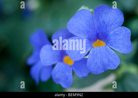 Thunbergia Togoensis, Togo Thunbergia Bengal Uhr Ranke Blumen Stockfoto