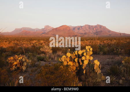 Feigenkaktus (Opuntia SP.) in Wüste, Chisos Mountains, Big Bend National Park, Chihuahua-Wüste, West-Texas, USA Stockfoto
