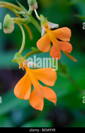 Wilde Orchidee in Phu Hin Rong Kla Nationalpark, Thailand Stockfoto