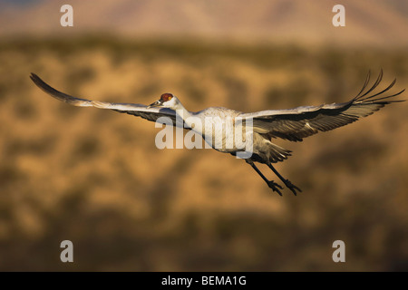 Sandhill Kran (Grus Canadensis), Erwachsene im Flug, Bosque del Apache National Wildlife Refuge, New Mexico, USA, Stockfoto