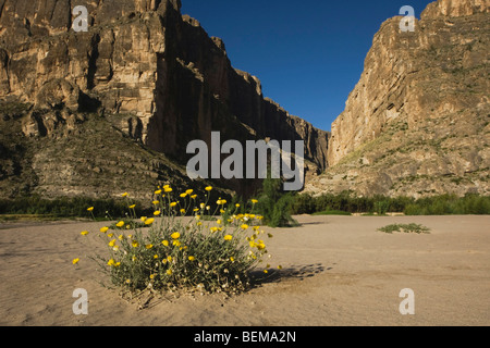 Santa Elena Canyon und Desert Marigold (Baileya Multiradiata), Big Bend Nationalpark, Chihuahua-Wüste, West-Texas, USA Stockfoto