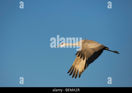 Sandhill Kran (Grus Canadensis), Erwachsene im Flug, Bosque del Apache National Wildlife Refuge, New Mexico, USA, Stockfoto