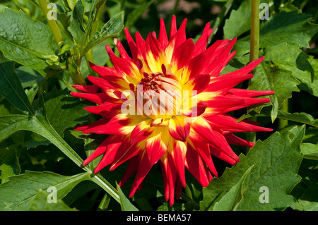 Dahlia Stockfoto