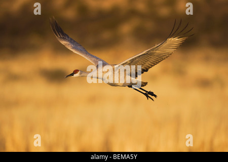 Sandhill Kran (Grus Canadensis), Erwachsene im Flug, Bosque del Apache National Wildlife Refuge, New Mexico, USA, Stockfoto