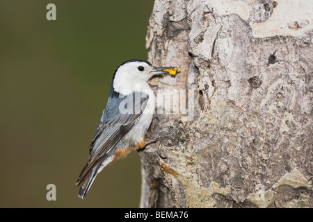 Weißer-breasted Kleiber (Sitta Carolinensis), Männchen auf Espenbaum, Rocky Mountain Nationalpark, Colorado, USA Stockfoto