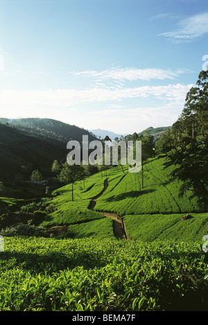 Tee-Plantage auf Hügel, Sri Lanka Stockfoto