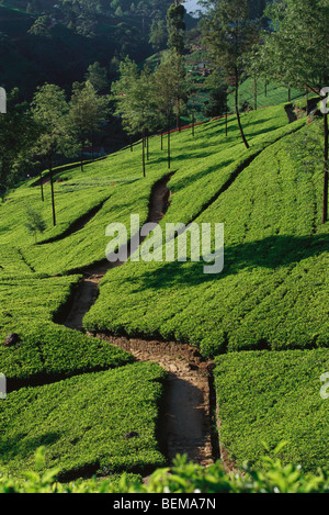 Tee-Plantage auf Hügel, Sri Lanka Stockfoto
