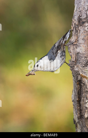 Weißer-breasted Kleiber (Sitta Carolinensis), Männchen auf Espenbaum, Rocky Mountain Nationalpark, Colorado, USA Stockfoto