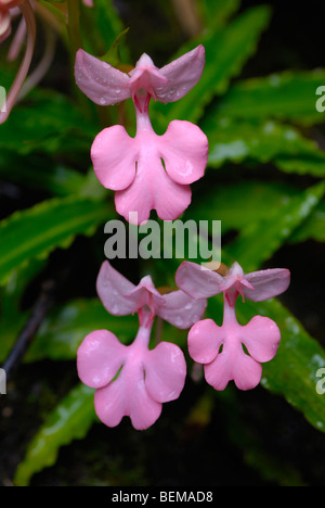 Wilde Orchidee in Phu Hin Rong Kla Nationalpark, Thailand Stockfoto