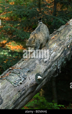 Europäische Wildkatze (Felis Silvestris), die zu Fuß über die Log in Wald Stockfoto