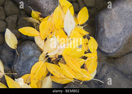 Pappel Baum Blätter, Oxbow Bend, Grand-Teton-Nationalpark, Wyoming, USA Stockfoto