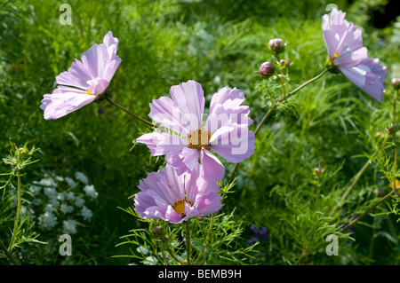 Cosmos Bipinnatus Muscheln Stockfoto