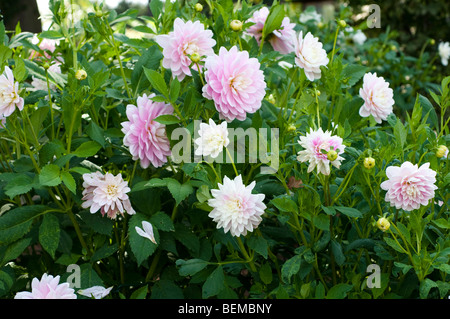 Dahlie BRACKEN BALLERINA Stockfoto