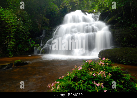 Wilde Orchidee vor einem Wasserfall Stockfoto