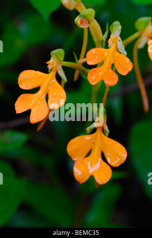 Wilde Orchidee in Phu Hin Rong Kla Nationalpark, Thailand Stockfoto