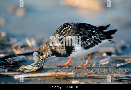 Nahrungssuche rötliche Steinwälzer (Arenaria Interpres) am Strand Essen Molluske von Shell, Belgien Stockfoto