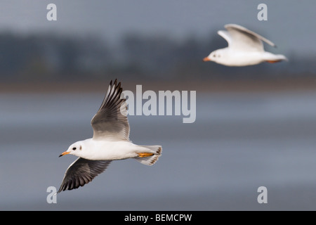 Schwarze Spitze Möwen im Flug Stockfoto